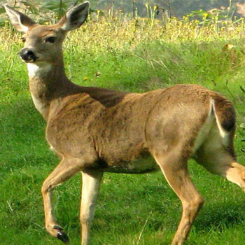 A corça